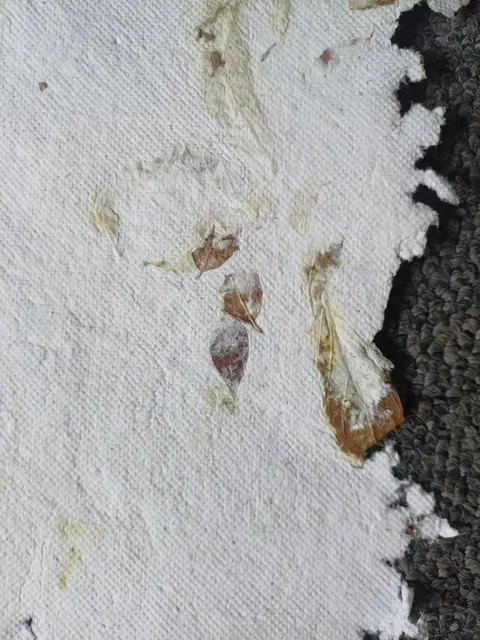 Close-up of a sheet with dried seed heads and leaves set into the pulp